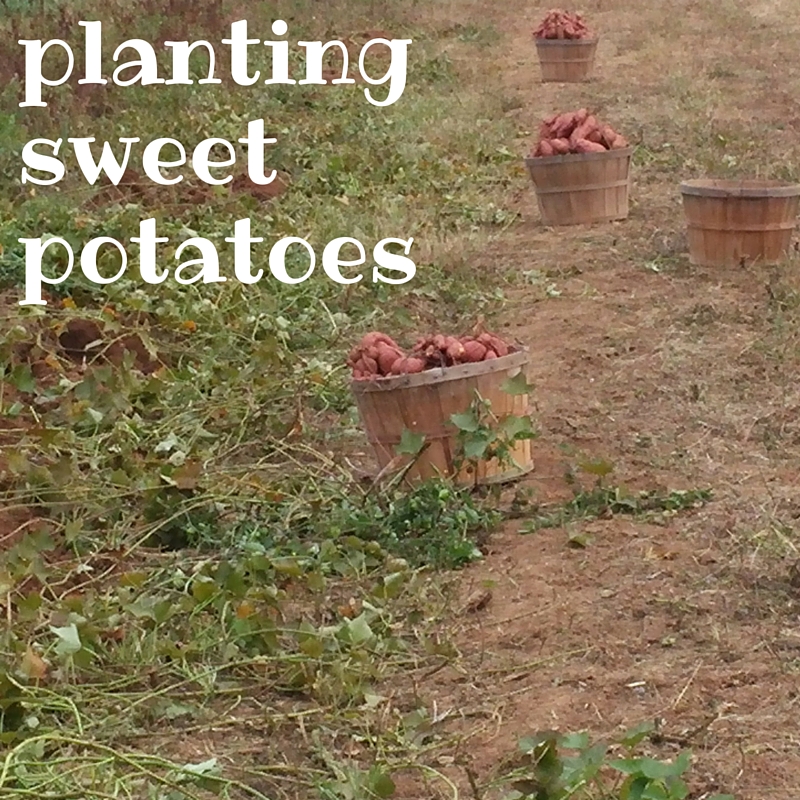 sweet potatoes in field with words